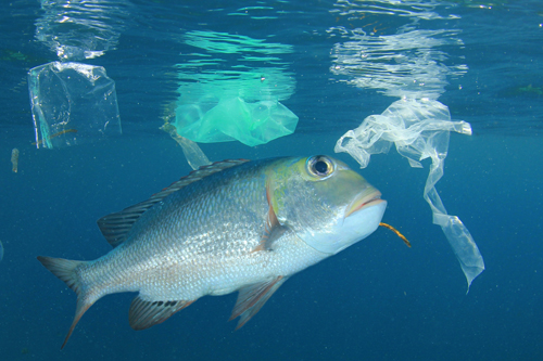How do the Basel and Stockholm conventions relate to marine litter and plastic pollution?